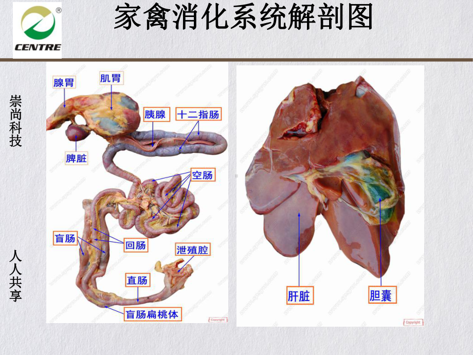 消化道疾病解决课件.pptx_第2页