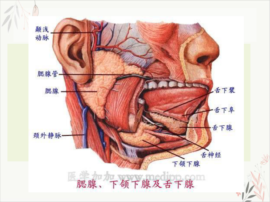 流行性腮腺炎的护理课件.pptx_第3页