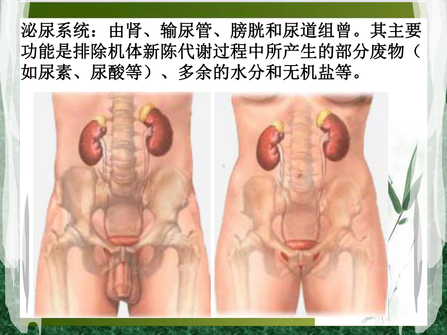 泌尿系CT诊断小讲座课件.pptx_第2页