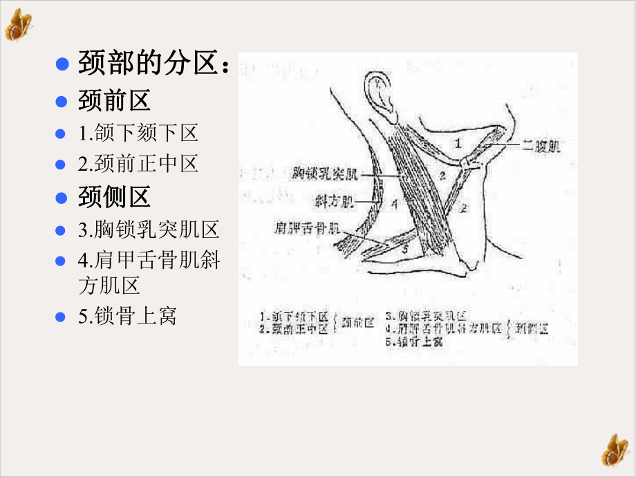 甲状腺乳腺疾病课件.ppt_第3页