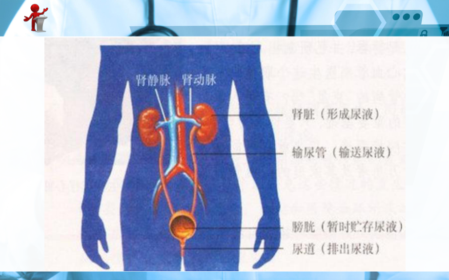 最新《外科护理》第十九章-第二节-泌尿系统损伤病人的护理课件.ppt_第2页