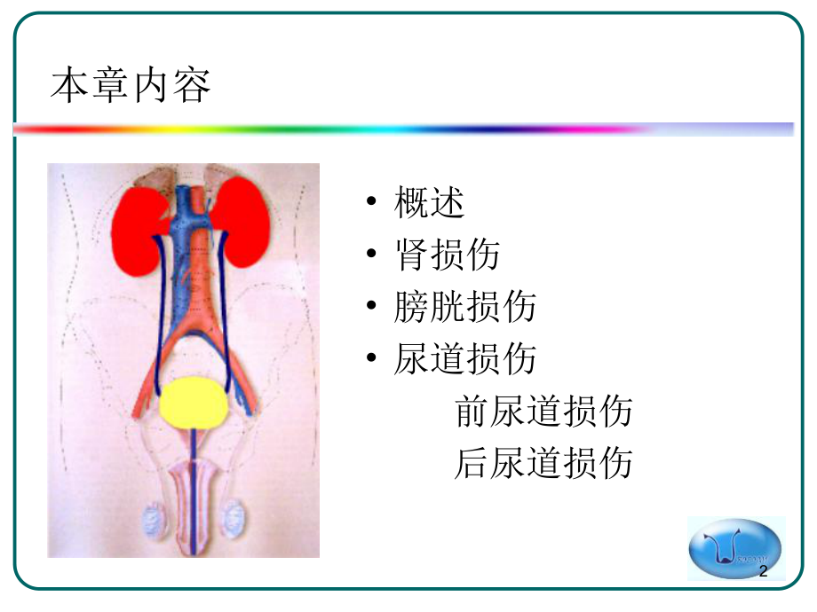 泌尿系损伤病人护理课件整理.ppt_第2页