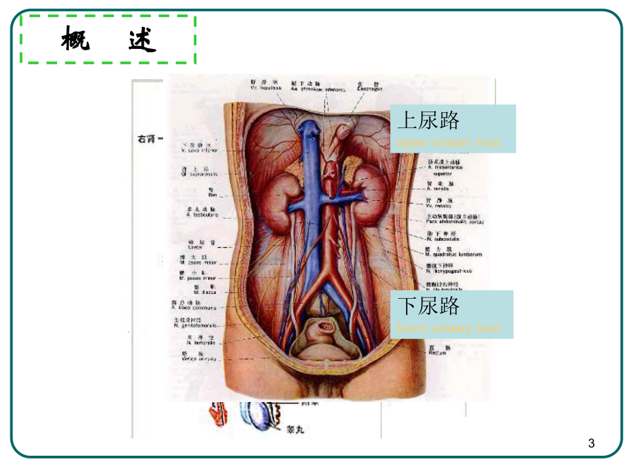 泌尿系损伤病人护理课件整理.ppt_第3页