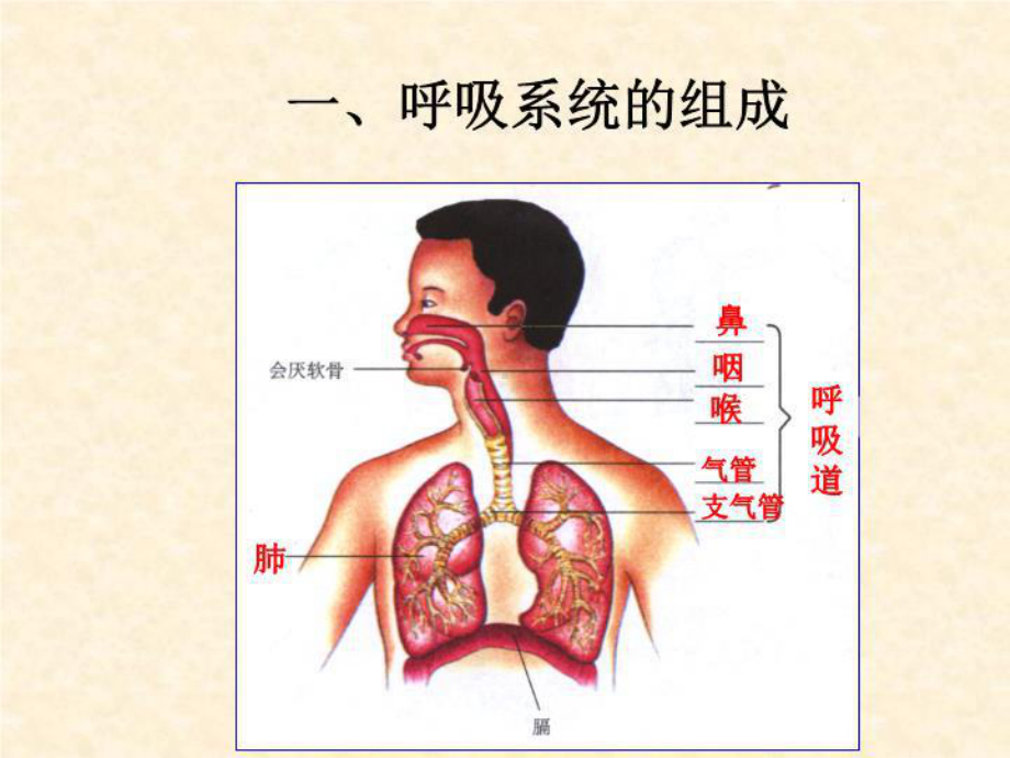 最新三章人体的呼吸课件.ppt_第3页