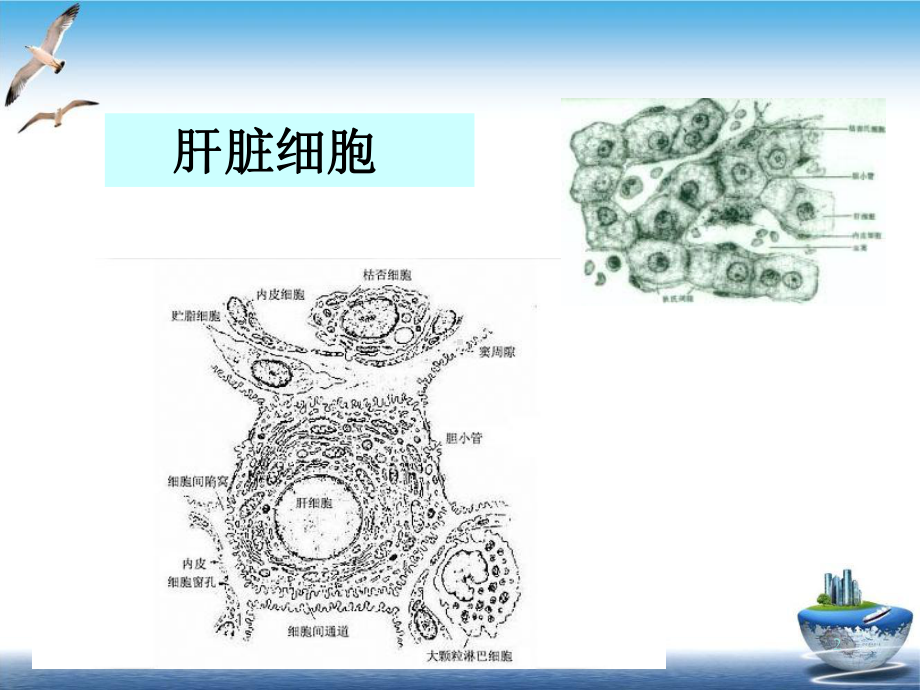 病理第十七章肝功能不全实用课件.ppt_第2页