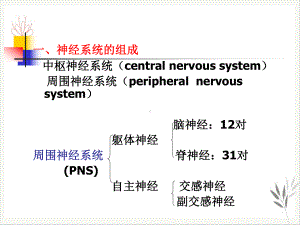 神经系统—神经系统解剖课件(同名59).pptx