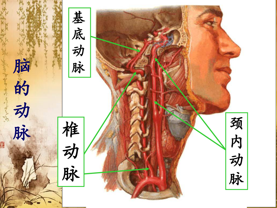 脑动脉系解剖课件.ppt_第3页