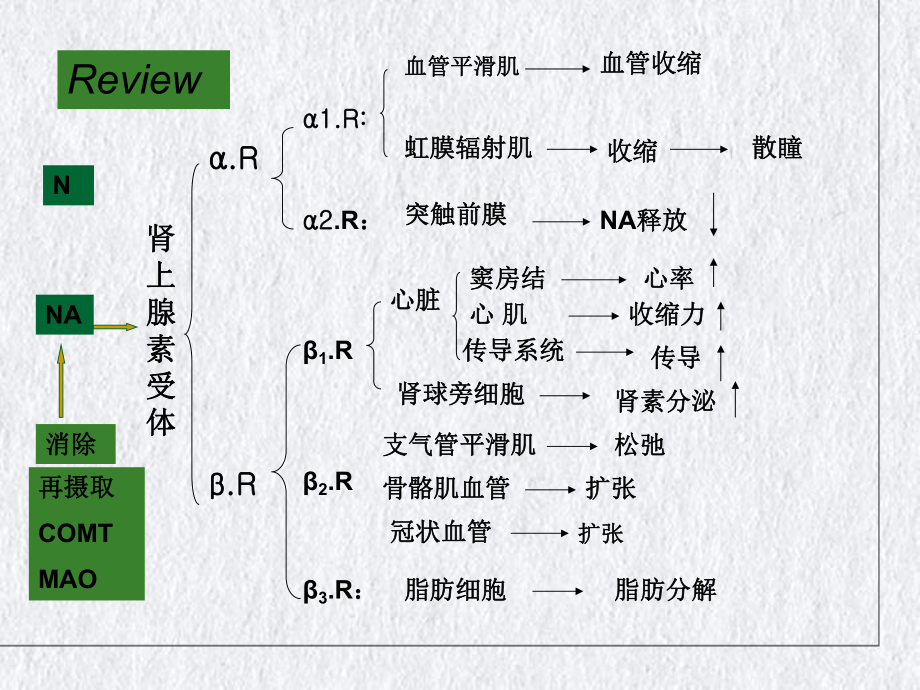 第十章肾上腺素受体激动药优质课件.ppt_第3页