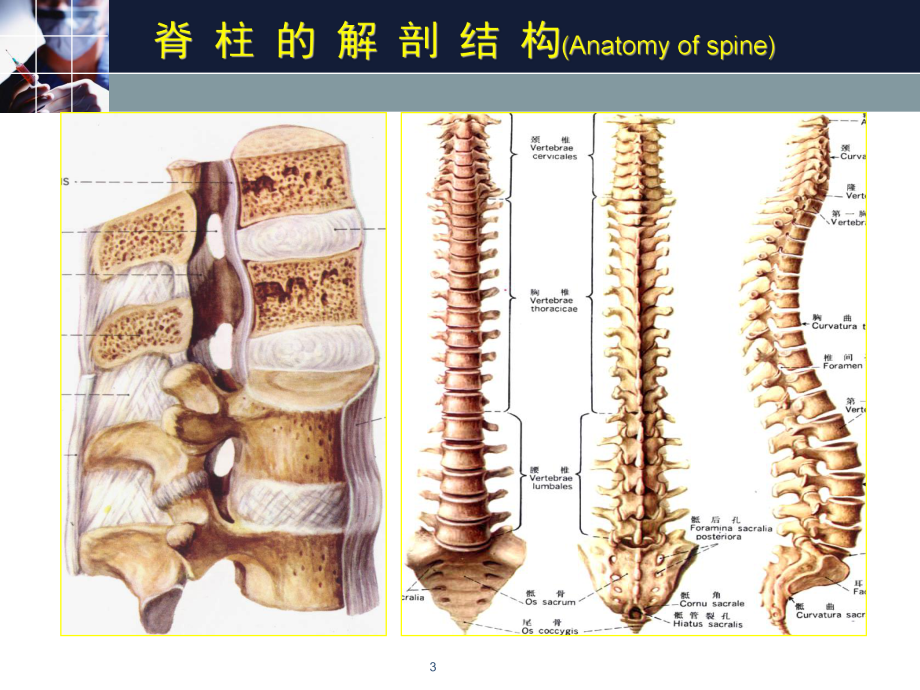 脊柱关节检查临床诊断学课件.ppt_第3页