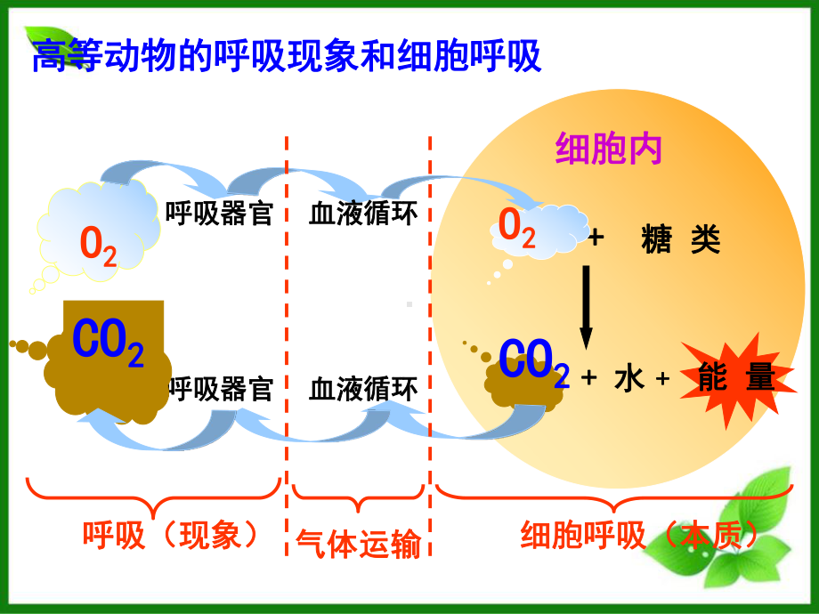 细胞呼吸课件-浙科版.ppt_第3页