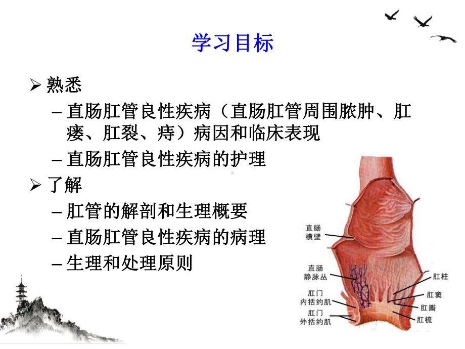 直肠肛管良性疾病课件整理.pptx_第1页