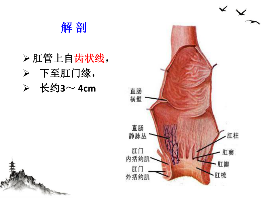 直肠肛管良性疾病课件整理.pptx_第2页