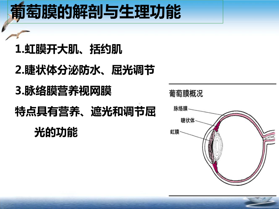 葡萄膜炎护理查房培训课程课件.ppt_第3页