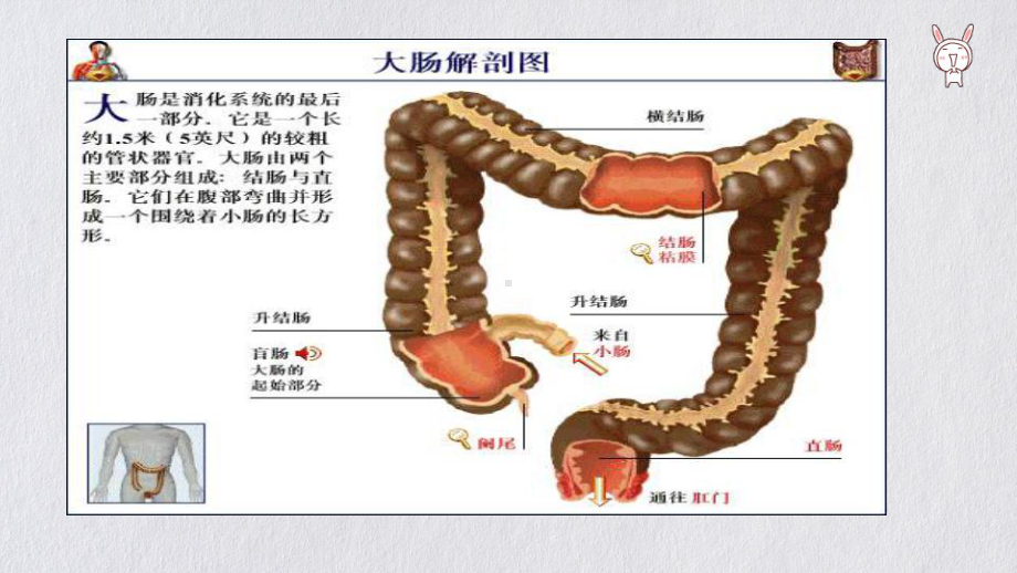 直肠癌伴多发转移的护理查房讲课课件.ppt_第3页