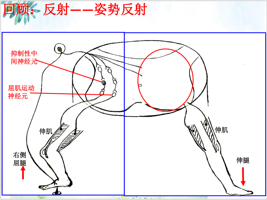 神经系统的分级调节人教版高中生物选择性必修一课件.pptx_第1页