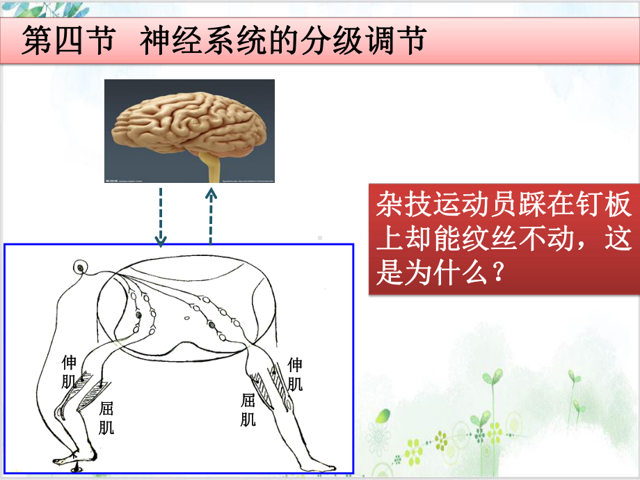 神经系统的分级调节人教版高中生物选择性必修一课件.pptx_第2页