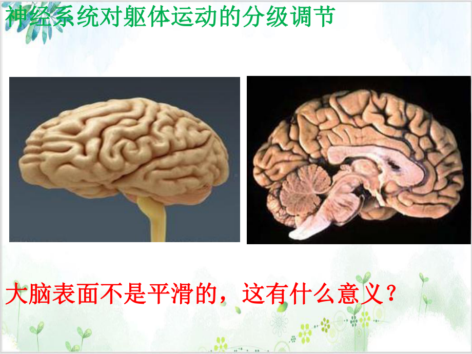 神经系统的分级调节人教版高中生物选择性必修一课件.pptx_第3页