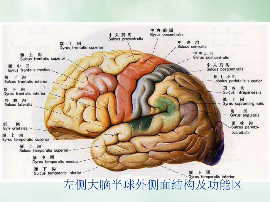 神经病学中枢神经系统定位课件.pptx_第3页