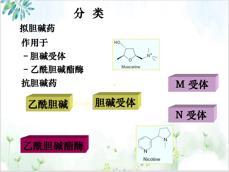 第三章外周神经系统药物优质课件.ppt_第3页