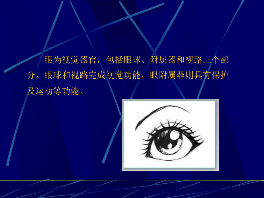 眼科的组织解剖选编课件.ppt_第2页