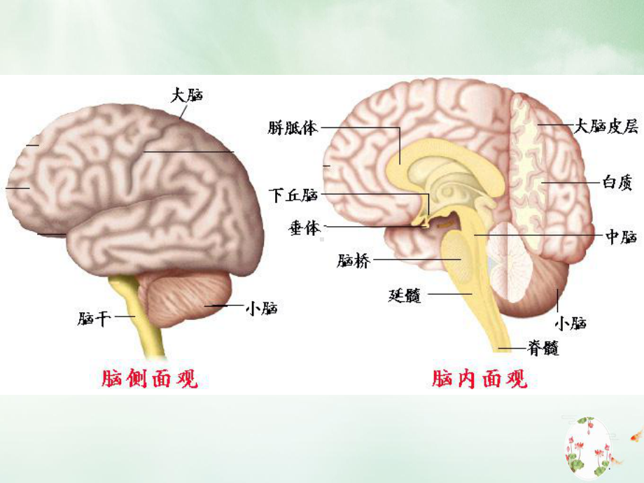 神经系统第三四节课件整理.ppt_第3页