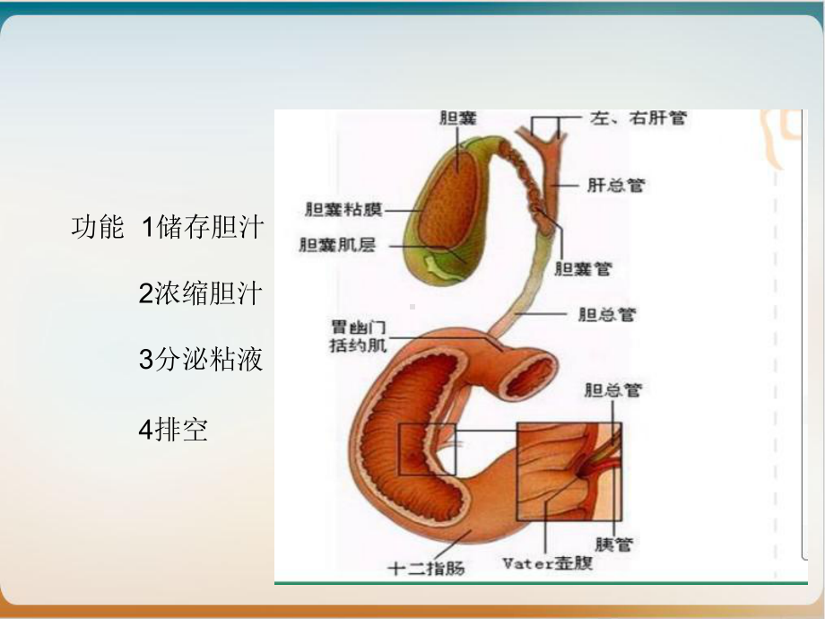 腹腔镜下胆囊切除胆总管切开取石术护理配合讲课课件.ppt_第3页