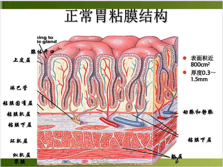 胃粘膜防御因子治疗消化性溃疡示范课件.ppt_第3页