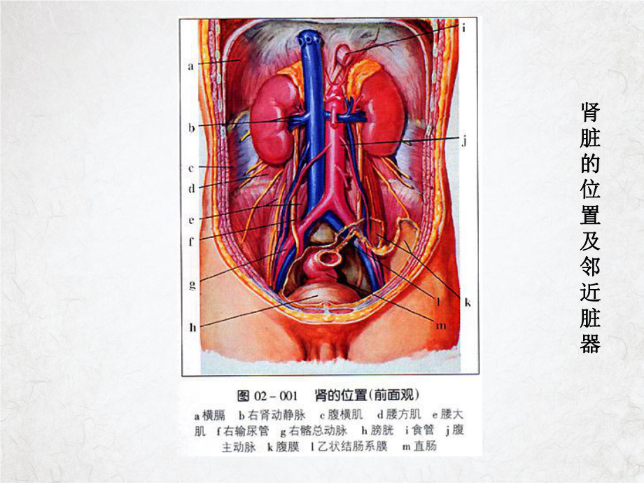 肾穿刺活检最新授课课件.ppt_第3页