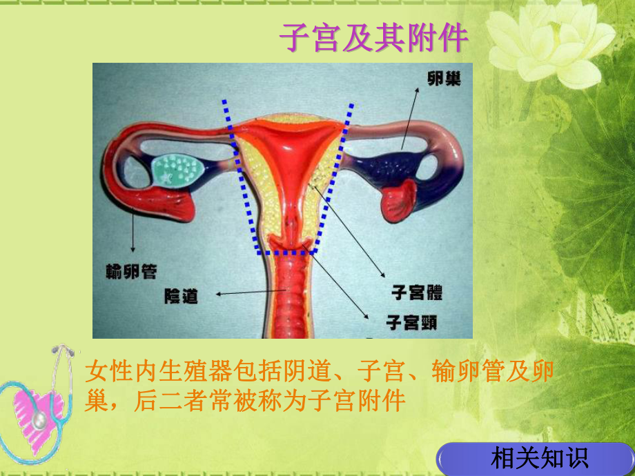 经腹全子宫切除术的手术配合培训课件.pptx_第2页