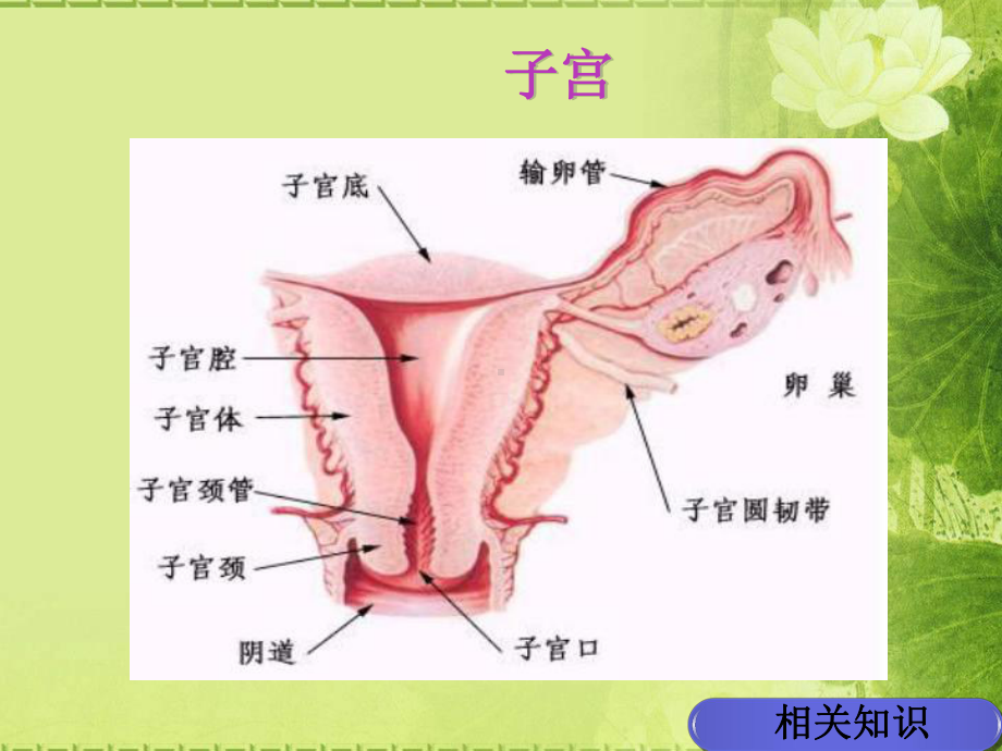 经腹全子宫切除术的手术配合培训课件.pptx_第3页