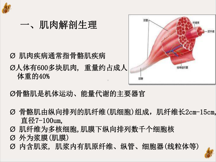 肌肉疾病的诊断与治疗课件.ppt_第3页