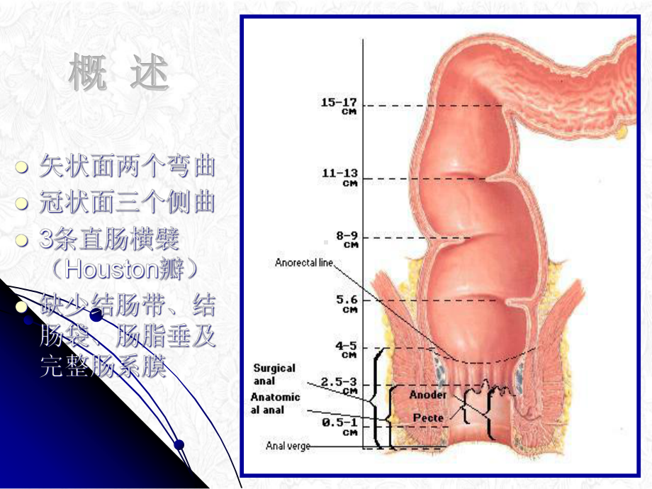 直肠肛管解剖课件.pptx_第2页