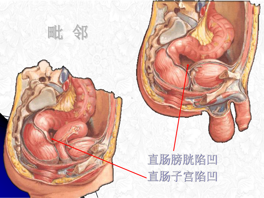 直肠肛管解剖课件.pptx_第3页