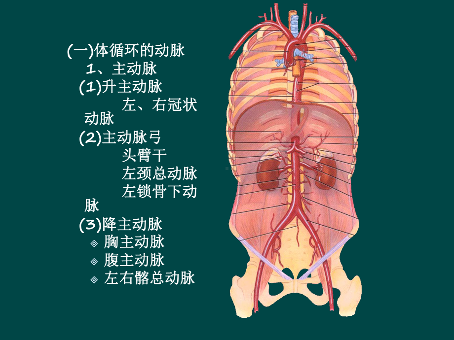 西医学课件体循环的动脉.ppt_第1页