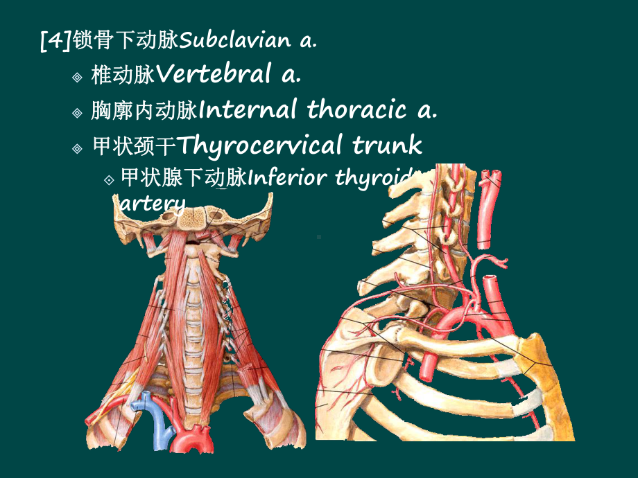 西医学课件体循环的动脉.ppt_第3页