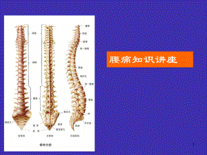 腰椎间盘突出症课件整理.ppt