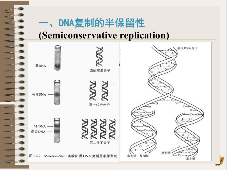 第二章DNA复制与损伤教材课件.ppt_第3页