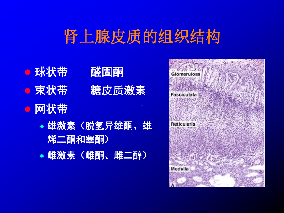 肾上腺皮质基础与临床课件.ppt_第2页