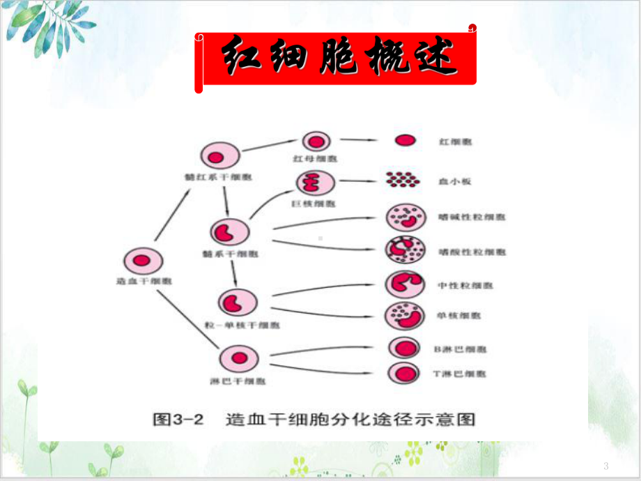 红细胞计数和血红蛋白测定案例课件.ppt_第3页