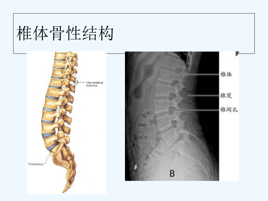 腰椎血管神经解剖1-课件.ppt_第3页