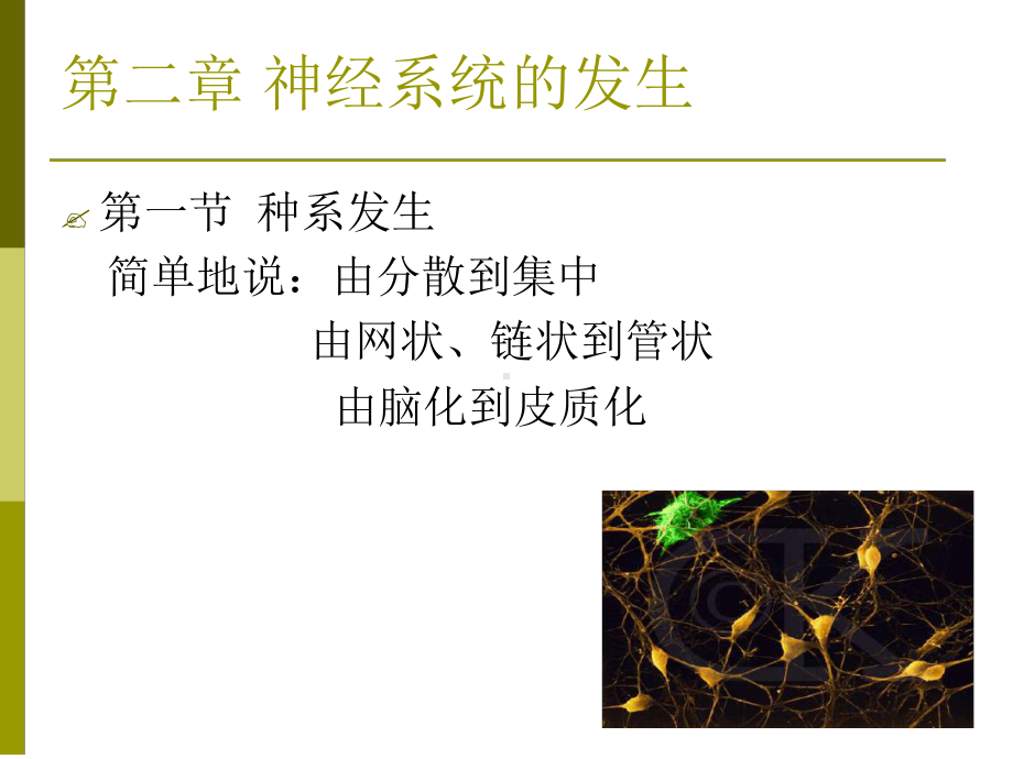 神经解剖学-神经系统发生课件.ppt_第2页