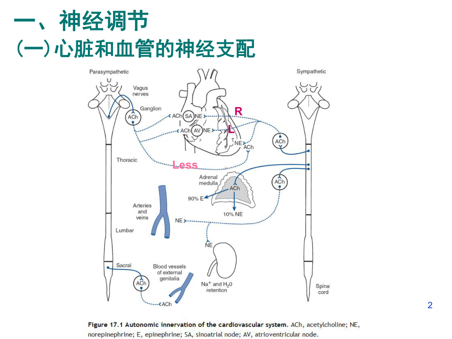 第九讲心血管活动的调节课件.ppt_第2页