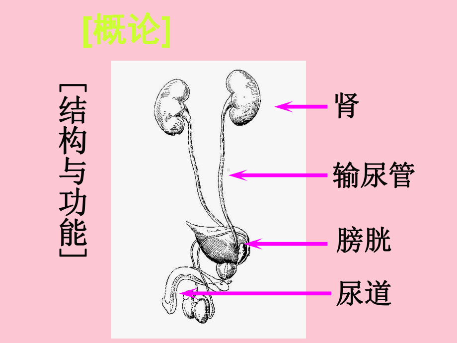 第二十二章泌尿系统疾病1课件.ppt_第2页