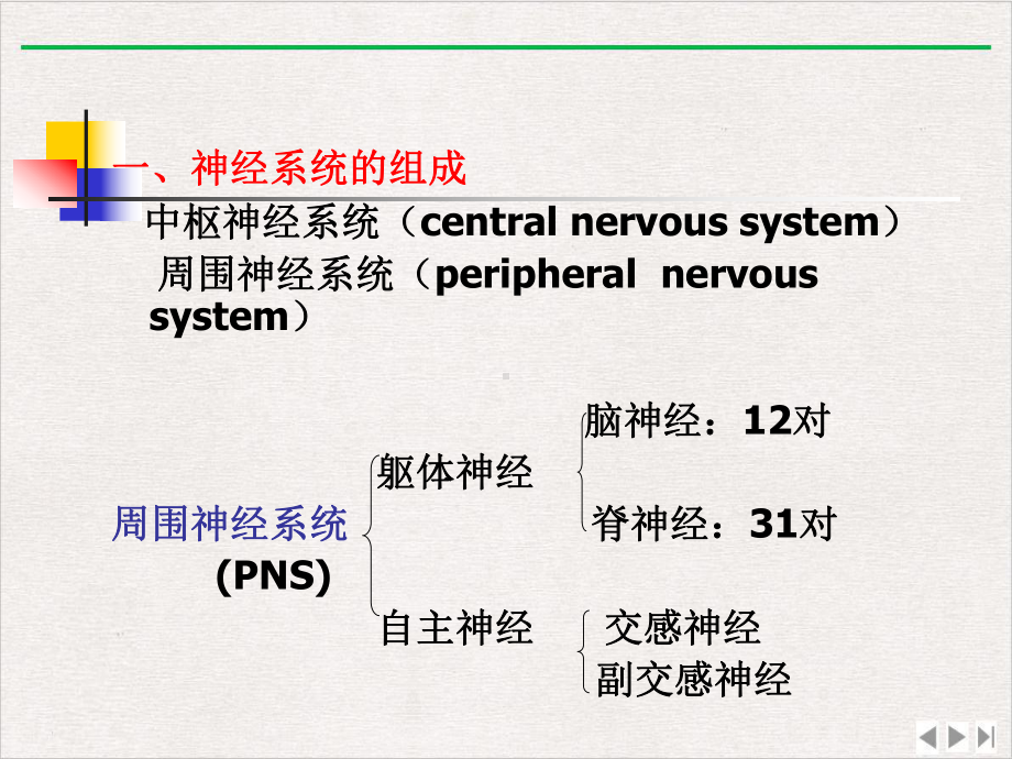 神经系统—神经系统解剖课件.pptx_第1页