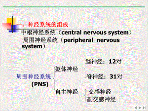 神经系统—神经系统解剖课件.pptx