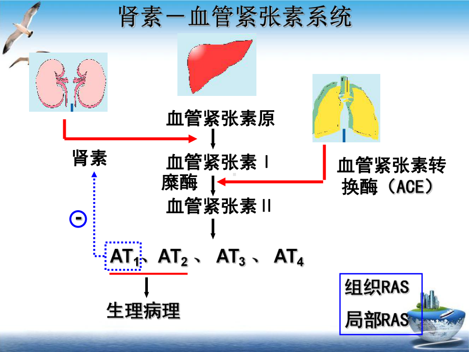 肾素血管紧张素系统药理培训讲义课件.ppt_第3页