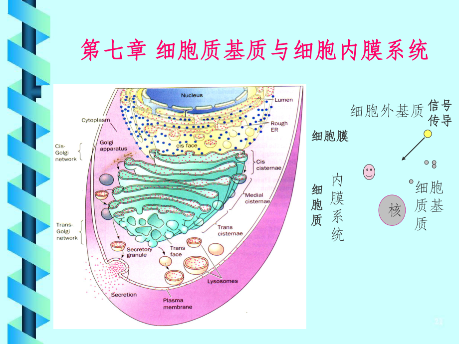 细胞生物学：第6章-细胞基质与细胞内膜系统课件.ppt_第1页