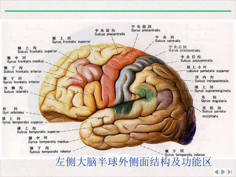 神经病学中枢神经系统定位课件精美版.pptx_第3页