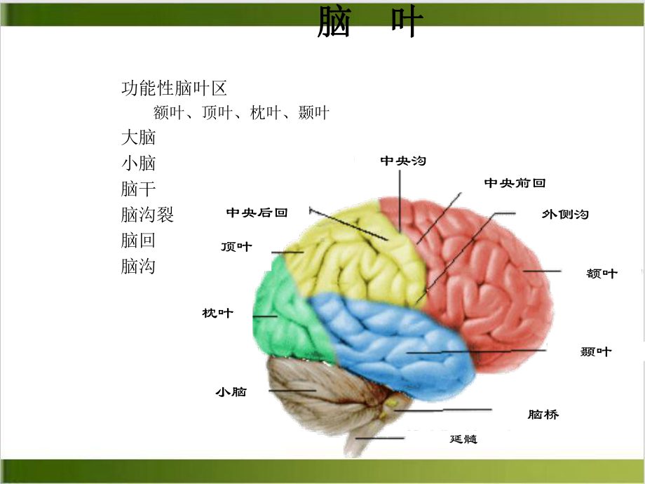 神经内科头部CTMRI的基本结构课件.pptx_第1页