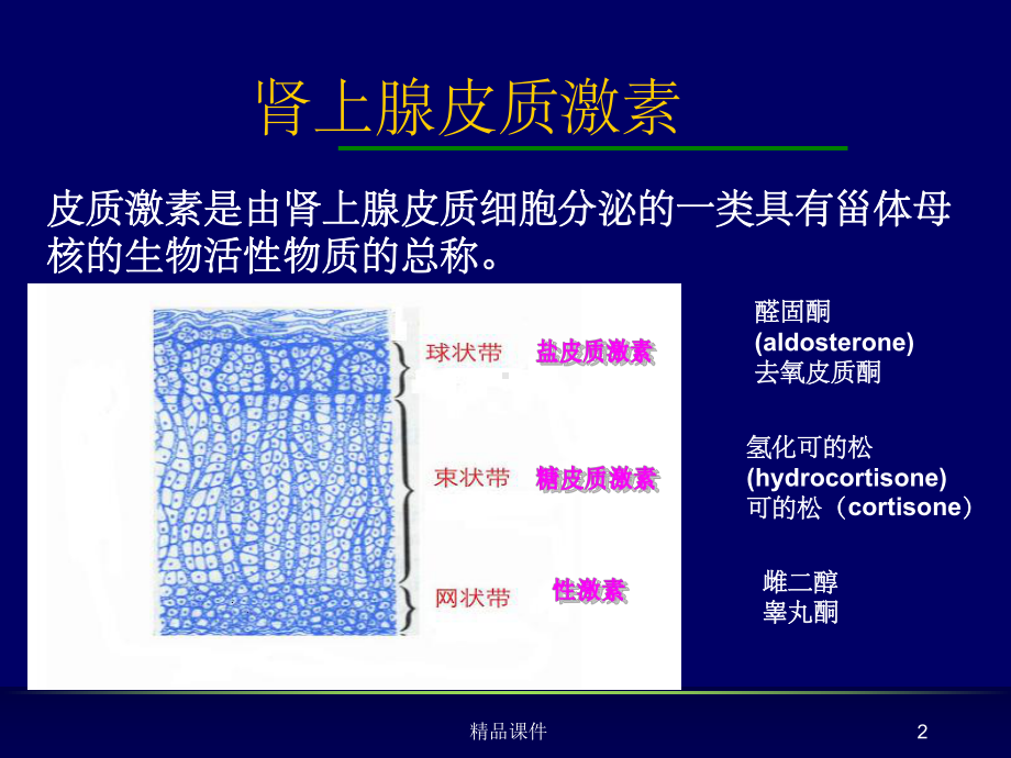 糖皮质激素麻醉课件.ppt_第2页